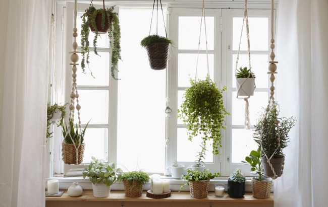 Plantas em casa Plantas em casa